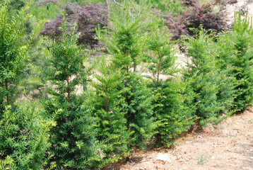 Obraz premium Taxus cuspidata is an evergreen yew tree found in high mountain forests, known for dark needles and red bark. Photographed in Korea.