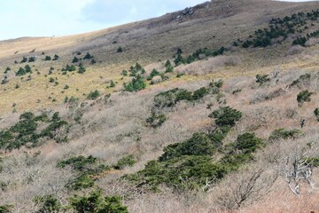 Taxus cuspidata is an evergreen yew tree found in high mountain forests, known for dark needles and red bark. Photographed in Korea.