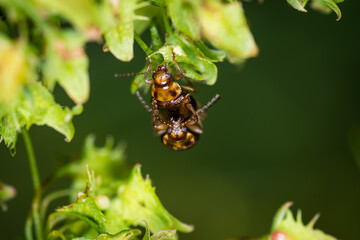 Close up of a pair of Eucolaspis brunnea or bronze beetles a native to new zealand