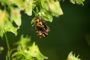 Close up of a pair of Eucolaspis brunnea or bronze beetles a native to new zealand