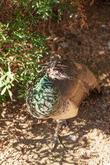 Female Peafowl with Iridescent Green Neck Walking Beside a Bush in Warm Sunlight