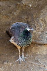 Vertical Portrait of a Peahen Standing on Brown Soil Against a Natural Background