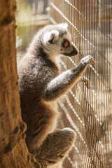 Obraz premium Close-Up Side View of a Captive Ring-Tailed Lemur Gripping the Cage Bars at the Zoo