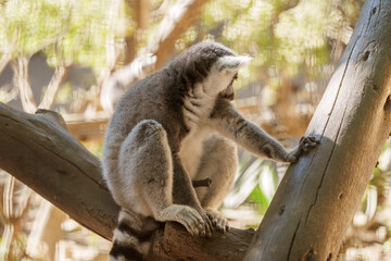 Obraz premium Side View of a Ring-Tailed Lemur Sitting on a Tree Branch in Soft Sunlight