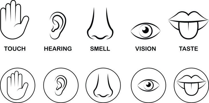 Five senses icon set collection group, black flat and line style outline symbols for touch hearing smell vision taste, sensory perception icons bundle pack, transparent background illustration