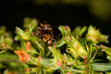 Close up of a pair of Eucolaspis brunnea or bronze beetles a native to new zealand