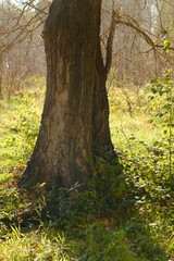 Naklejka premium Tree trunk bathed in sunlight, surrounded by green grass. Natural outdoor scene with warm light, peaceful countryside atmosphere, and lush greenery.