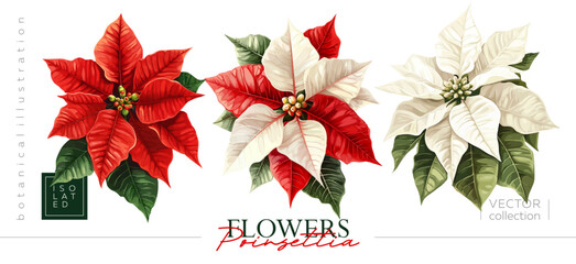 Isolated illustrations in the form of beautiful poinsettia flowers and leaves. Hand drawn set of designs and patterns. Vectorized gouache illustrations.