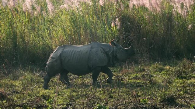 One-Horned Rhinoceros Walking Through Tall Elephant Grass Habitat in Chitwan National Park, Nepal 4K