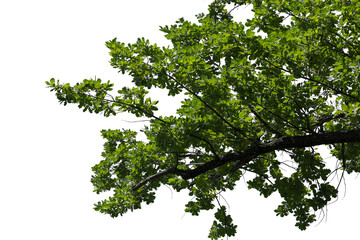 Photo of an oak branch with leaves on a white background