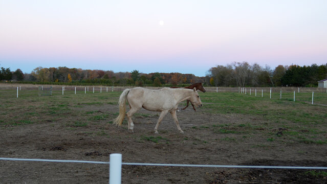 Two Horses Walking in a Quiet Autumn Pasture Under a Pink Sunset and Moonlit Sky