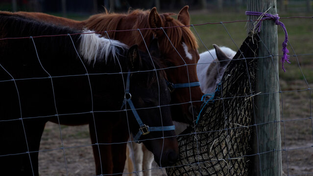 Horses Behind Wire Fence In Pasture: Calm Rural Scene With Equine Companions At Dusk