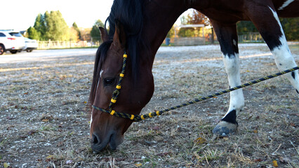 Horse Grazing in a Quiet Rural Pasture With Rope Halter and Open Field Setting