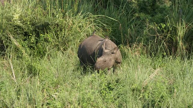 Rare 4K Footage of Rhinoceros unicornis Feeding Safely on Green Vegetation in a Lush Wildlife Sanctuary and Buffer Zone