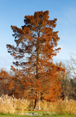 A tall bald cypress, or swamp cypress, Taxodium distichum in vibrant autumn colors stands on a small island in Stromovka Park, Royal Game Reserve surrounded by dry grasses and soft seasonal light.