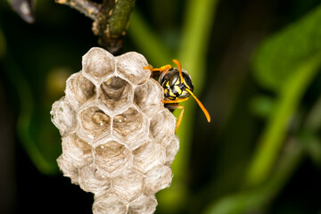 Close up of a paper wasp queen guarding her nest