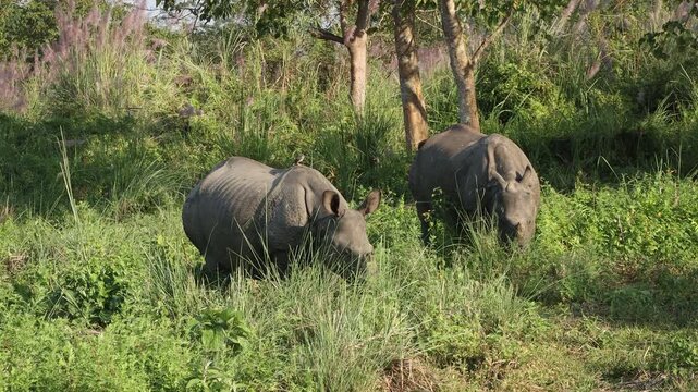 One-Horned Rhinos Returning to the Native Grasslands of Southern Nepal after Successful Conservation Efforts