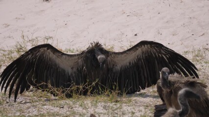 Vulture with wings wide open at Chobe National Park in Botswana