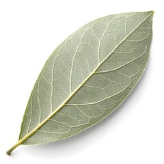 Obraz premium Silver Buttonwood Leaf Elegant Silvery Green Conocarpus Erectus Botanical Detail Isolated on Clean White Background Highlighting Natural Texture, Serenity, and Tropical Coastal Beauty