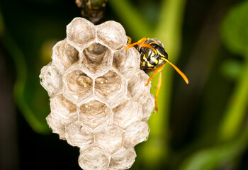 Close up of a paper wasp queen guarding her nest