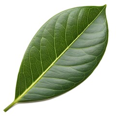Obraz premium Asian Mangrove Bruguiera gymnorhiza Tropical Green Leaf with Smooth Texture on Clean White Background Capturing Coastal Strength, Botanical Vitality, and Natural Freshness in Detail