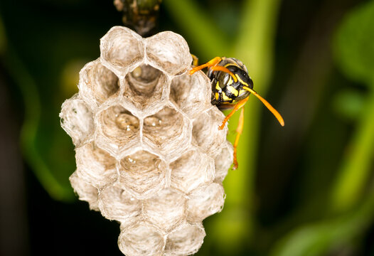 Close up of a paper wasp queen guarding her nest