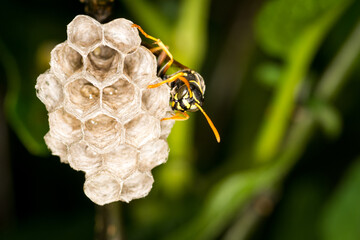 Close up of a paper wasp queen guarding her nest