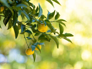 晩秋のタチバナの果実