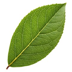 Obraz premium Northern Bayberry Myrica pensylvanica Aromatic Green Foliage with Sleek Glossy Surface on Bright White Background Conveying Herbal Warmth, Coastal Charm, and Natural Botanical Simplicity in Detail