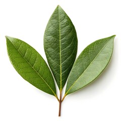 Obraz premium Wax Myrtle Leaf Myrica cerifera Shiny Smooth Green Foliage with Subtle Gloss and Crisp Veins on Pure White Background Expressing Herbal Freshness, Natural Simplicity, and Botanical Grace in Detail