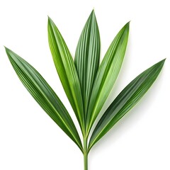 Obraz premium Pandan Plant Leaf Pandanus amaryllifolius Fresh Vibrant Green Blade with Tropical Gloss on Pure White Background Conveying Exotic Fragrance, Culinary Warmth, and Natural Botanical Vitality in Detail