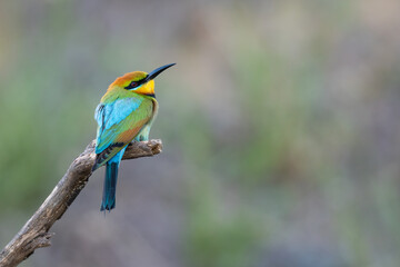 Rainbow bee-eater (Merops ornatus), Perth, Western Australia. Beautiful Australian bird.