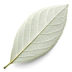 Obraz premium Kunzea ericoides White Tea Tree Leaf Fresh Aromatic Green Sprig with Fine Needle Texture on Clean White Background Showcasing Delicate Botanical Detail and Calm Natural Purity in High Resolution