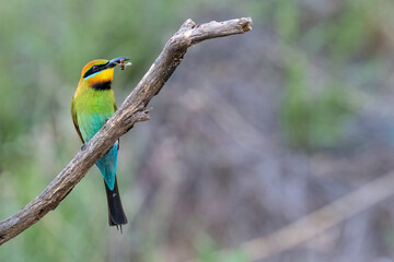 Rainbow bee-eater (Merops ornatus) catching an insect, Perth, Western Australia. Beautiful Australian bird.