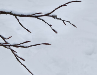 Fresh snow on a branch.