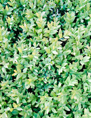 Little bush leaves as natural background.