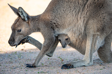 Lucky Bay Kangaroos