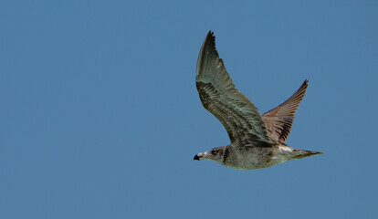Lucky Bay birds