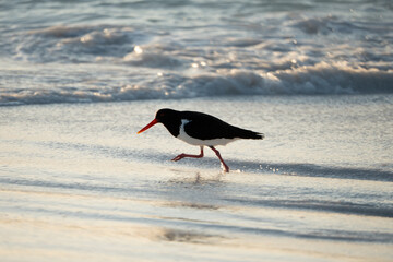 Lucky Bay birds