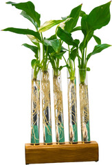 Lush green plant cuttings with visible roots in test tubes on a wooden stand, isolated on a transparent background. Perfect for botany, science, growth, or modern decor concepts.