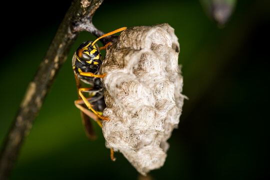 Close up of a paper wasp queen guarding her nest