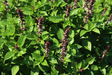 Ocimum basilicum or Lemon Basil plant with many flowers in the vegetable garden on a sunny day