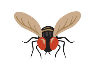 House Fly Clip Art Illustration
