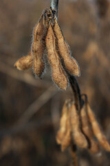 Close-up of dry soy plants with soybean pods on a sunny autumn season. Glycine max
