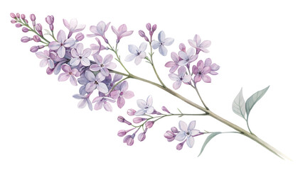 Lilac flower watercolor illustration isolated on transparent background. Flower PNG.