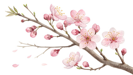Cherry blossom watercolor illustration. Flower PNG.