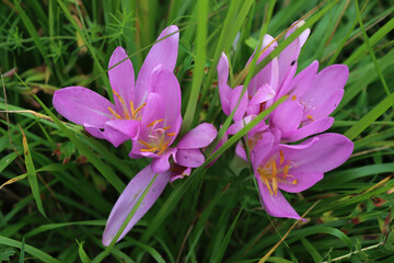 Colchicum autumnale in bloom with many pink flowers in the meadow in the italian countryside. Commonly known as autumn crocus or meadow saffron
