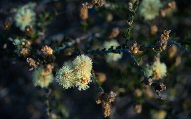 Spring flowers of Western Australia