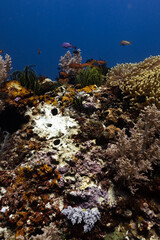 coral reef and sea