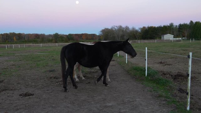 A brown horse walks calmly across a sandy paddock bordered by white fencing, as autumn trees glow in the distance during sunset, capturing rural life, serenity, and outdoor equine beauty.